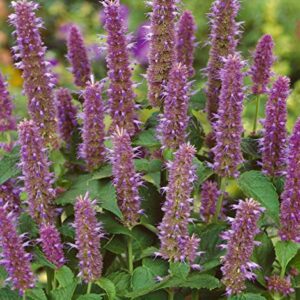 Outsidepride Agastache Anise Hyssop Herb Garden Plant Seed - 10000 Seeds