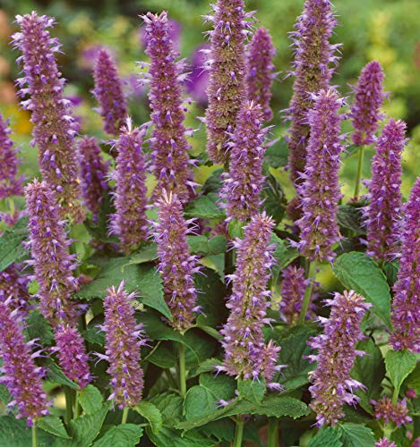 Outsidepride Agastache Anise Hyssop Herb Garden Plant Seed - 10000 Seeds