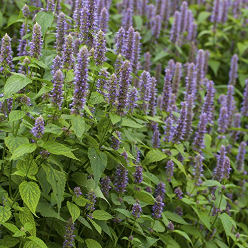 Outsidepride Agastache Anise Hyssop Herb Garden Plant Seed - 10000 Seeds