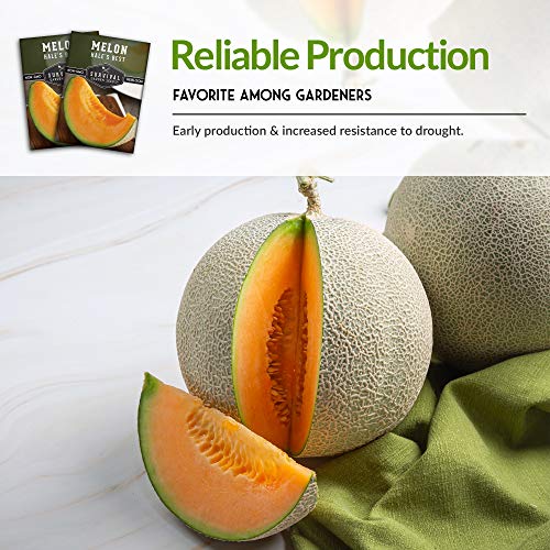 Survival Garden Seeds - Hale's Best Melon Seed for Planting - Grow Juicy Cantaloupe for Eating - Packet with Instructions to Plant in Your Home Vegetable Garden - Non-GMO Heirloom Variety