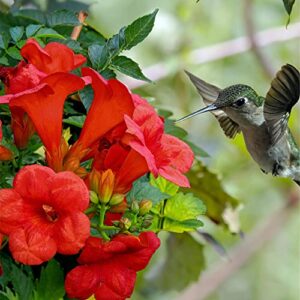 qauzuy garden- 20 dark red hummingbird trumpet vine seeds hardy striking vine plant for garden and outdoor hummingbirds love it