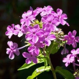 Tall Purple Phlox Paniculata Garden Summer Native Hummingbird Flower jocad (10 Seeds)