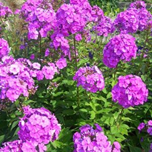 Tall Purple Phlox Paniculata Garden Summer Native Hummingbird Flower jocad (10 Seeds)