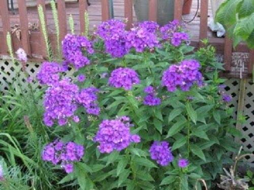 Tall Purple Phlox Paniculata Garden Summer Native Hummingbird Flower jocad (10 Seeds)