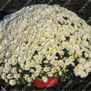 100pcs/bag Ground-cover chrysanthemum seeds, chrysanthemum perennial bonsai flower seeds daisy potted plant for home garden 6