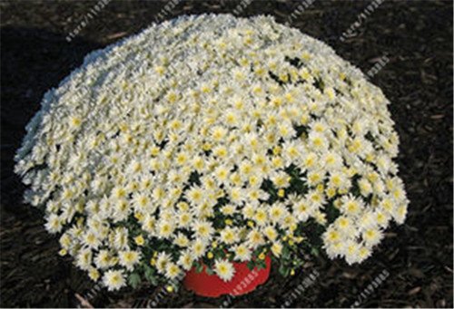 100pcs/bag Ground-cover chrysanthemum seeds, chrysanthemum perennial bonsai flower seeds daisy potted plant for home garden 6