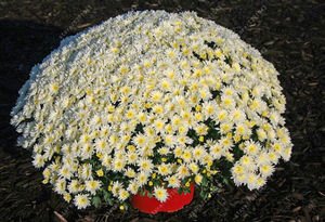 100pcs/bag Ground-cover chrysanthemum seeds, chrysanthemum perennial bonsai flower seeds daisy potted plant for home garden 6