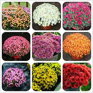 100pcs/bag Ground-cover chrysanthemum seeds, chrysanthemum perennial bonsai flower seeds daisy potted plant for home garden 6