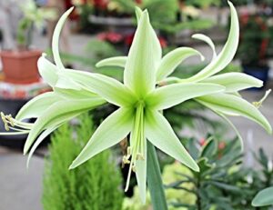 exotic cybister, evergreen amaryllis, blooming sized bulb, great as a potted plant, or specimin garden plant