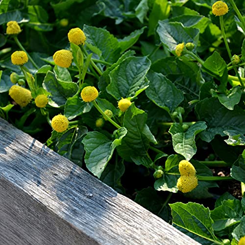 TKE Farms - Toothache Plant/Paracress Seeds for Planting, 1/4 Gram ~ 1000 Seeds, acmelia oleracea