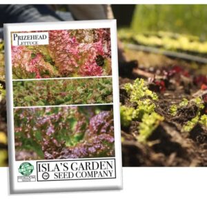 “prizehead” lettuce seeds for planting, 1000+ heirloom seeds per packet, (isla’s garden seeds), non gmo seeds, botanical name: lactuca sativa, 85% germination rates, great home garden gift