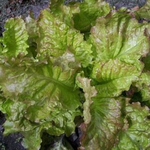 "Prizehead" Lettuce Seeds for Planting, 1000+ Heirloom Seeds Per Packet, (Isla's Garden Seeds), Non GMO Seeds, Botanical Name: Lactuca Sativa, 85% Germination Rates, Great Home Garden Gift