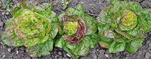 "Prizehead" Lettuce Seeds for Planting, 1000+ Heirloom Seeds Per Packet, (Isla's Garden Seeds), Non GMO Seeds, Botanical Name: Lactuca Sativa, 85% Germination Rates, Great Home Garden Gift