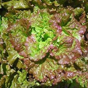 "Prizehead" Lettuce Seeds for Planting, 1000+ Heirloom Seeds Per Packet, (Isla's Garden Seeds), Non GMO Seeds, Botanical Name: Lactuca Sativa, 85% Germination Rates, Great Home Garden Gift