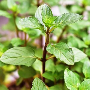 yegaol garden chocolate mint seeds 100pcs herb seeds non-gmo perennial fast-growing patio container garden plant
