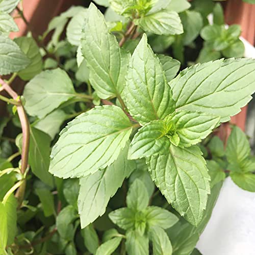 YEGAOL Garden Chocolate Mint Seeds 100Pcs Herb Seeds Non-GMO Perennial Fast-Growing Patio Container Garden Plant