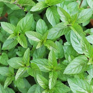 YEGAOL Garden Chocolate Mint Seeds 100Pcs Herb Seeds Non-GMO Perennial Fast-Growing Patio Container Garden Plant