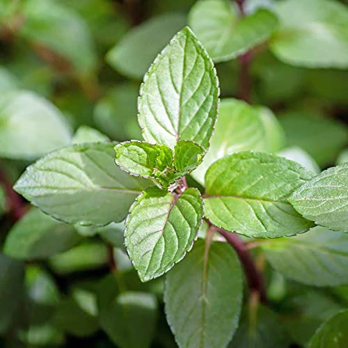 YEGAOL Garden Chocolate Mint Seeds 100Pcs Herb Seeds Non-GMO Perennial Fast-Growing Patio Container Garden Plant