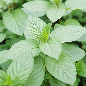 YEGAOL Garden Chocolate Mint Seeds 100Pcs Herb Seeds Non-GMO Perennial Fast-Growing Patio Container Garden Plant