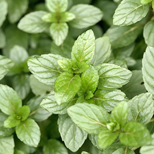 YEGAOL Garden Chocolate Mint Seeds 100Pcs Herb Seeds Non-GMO Perennial Fast-Growing Patio Container Garden Plant