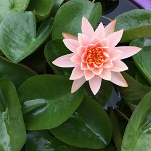 Chalily Aquatic Gold Soil Perfect for Water Lilies, Lotus, and All Aquatic Plants Packed with Nutrients 4 quarts