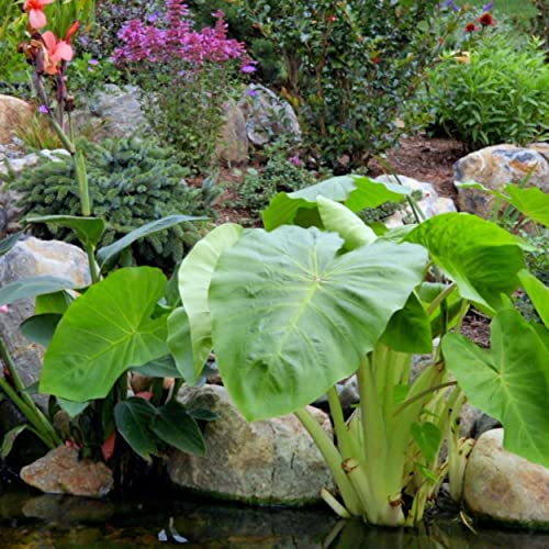 Chalily Aquatic Gold Soil Perfect for Water Lilies, Lotus, and All Aquatic Plants Packed with Nutrients 4 quarts