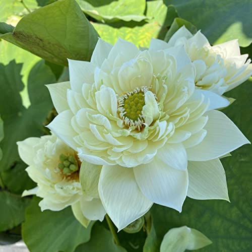 Chalily Aquatic Gold Soil Perfect for Water Lilies, Lotus, and All Aquatic Plants Packed with Nutrients 4 quarts