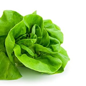 1000+ Tom Thumb Heirloom Lettuce Seeds - Non-GMO USA Grown - Miniature 5" Heads Butterhead Bibb Type Lettuce - Grows Indoors or Outdoors with Soil or Hydroponics