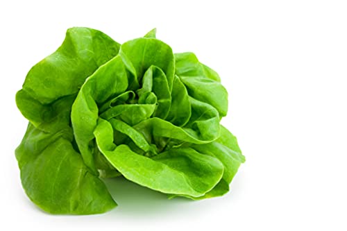 1000+ Tom Thumb Heirloom Lettuce Seeds - Non-GMO USA Grown - Miniature 5" Heads Butterhead Bibb Type Lettuce - Grows Indoors or Outdoors with Soil or Hydroponics