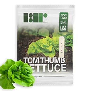 1000+ Tom Thumb Heirloom Lettuce Seeds - Non-GMO USA Grown - Miniature 5" Heads Butterhead Bibb Type Lettuce - Grows Indoors or Outdoors with Soil or Hydroponics