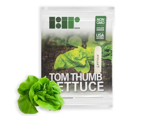 1000+ Tom Thumb Heirloom Lettuce Seeds - Non-GMO USA Grown - Miniature 5" Heads Butterhead Bibb Type Lettuce - Grows Indoors or Outdoors with Soil or Hydroponics