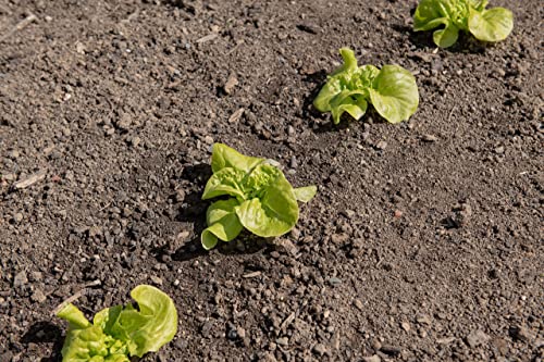 1000+ Tom Thumb Heirloom Lettuce Seeds - Non-GMO USA Grown - Miniature 5" Heads Butterhead Bibb Type Lettuce - Grows Indoors or Outdoors with Soil or Hydroponics