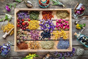 essential oils garden seed kit – grow peppermint, tea tree, lavender, eucalyptus, lemongrass, orange