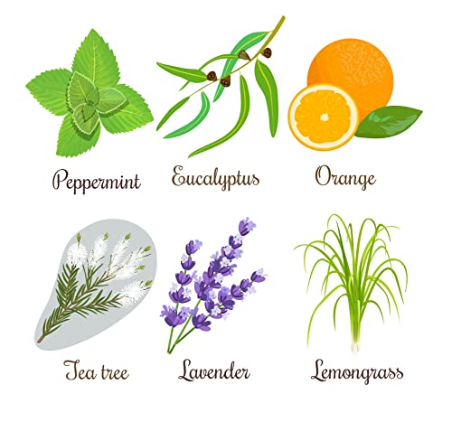 Essential Oils Garden Seed Kit - Grow Peppermint, Tea Tree, Lavender, Eucalyptus, Lemongrass, Orange