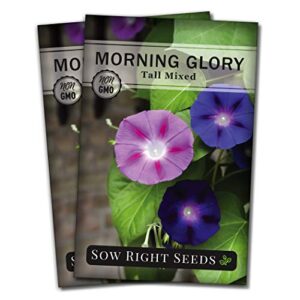 sow right seeds morning glory seeds – full instructions for planting, beautiful to plant in your flower garden; non-gmo heirloom seeds; wonderful gardening gifts (2)