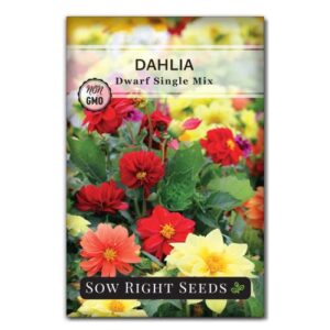 sow right seeds – dahlia dwarf single mix flower seeds for planting – beautiful flowers to plant in your home garden – non-gmo heirloom seeds – rare mixed colors to attract pollinators – great gift