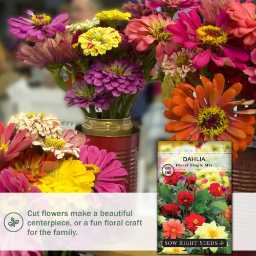 Sow Right Seeds - Dahlia Dwarf Single Mix Flower Seeds for Planting - Beautiful Flowers to Plant in Your Home Garden - Non-GMO Heirloom Seeds - Rare Mixed Colors to Attract Pollinators - Great Gift