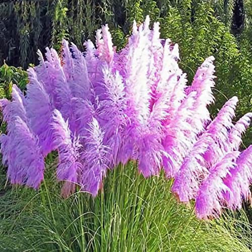 200 Pcs Pampas Grass Seeds,Home Garden Decoration Ornamental Grass Seeds（Purple）