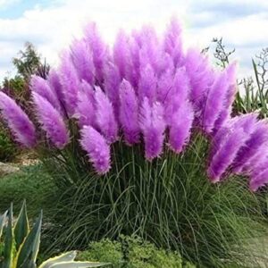 200 Pcs Pampas Grass Seeds,Home Garden Decoration Ornamental Grass Seeds（Purple）