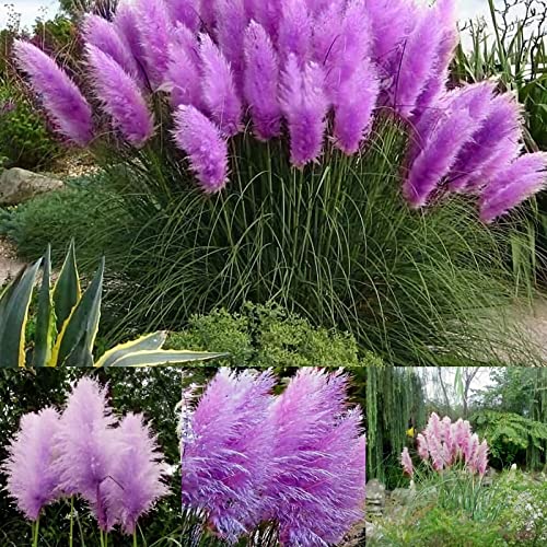 200 Pcs Pampas Grass Seeds,Home Garden Decoration Ornamental Grass Seeds（Purple）