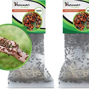 NaturesArt 3000 Live Ladybugs - Good Bugs for Garden - Ladybug - Guaranteed Live Delivery!