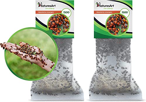 NaturesArt 3000 Live Ladybugs - Good Bugs for Garden - Ladybug - Guaranteed Live Delivery!