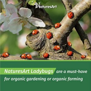NaturesArt 3000 Live Ladybugs - Good Bugs for Garden - Ladybug - Guaranteed Live Delivery!