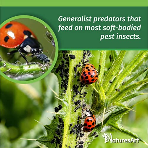 NaturesArt 3000 Live Ladybugs - Good Bugs for Garden - Ladybug - Guaranteed Live Delivery!