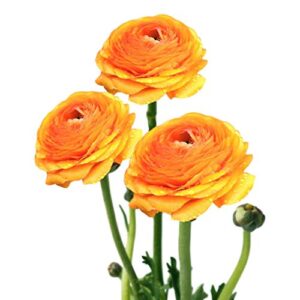 Ranunculus asiaticus Tecolote 'Gold' Persian Buttercup Flower Bulbs (10 Pack) - Orange & Yellow Blooms, Professionally Grown for Gardening & Planting from Easy to Grow