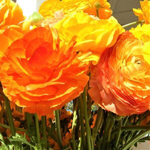 Ranunculus asiaticus Tecolote 'Gold' Persian Buttercup Flower Bulbs (10 Pack) - Orange & Yellow Blooms, Professionally Grown for Gardening & Planting from Easy to Grow
