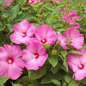 YEGAOL Garden 10Pcs Dinner Plate Hibiscus Seeds Perennial Non-GMO Easy to Grow Hardy Huge Flower Home Garden Plant Flower Seeds