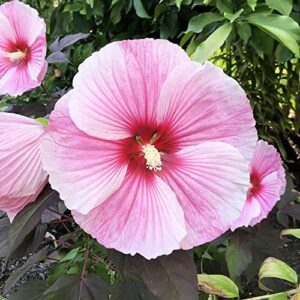 YEGAOL Garden 10Pcs Dinner Plate Hibiscus Seeds Perennial Non-GMO Easy to Grow Hardy Huge Flower Home Garden Plant Flower Seeds