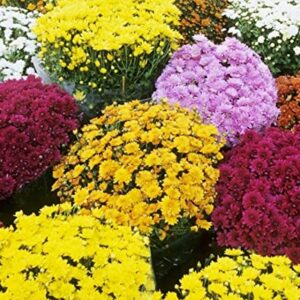 DICHMAG 300+ Chrysanthemum Heirloom Rare Ground Cover Seeds for Planting - Non-GMO Rare Dwarf Cover Landscape Flower Seeds Mixed Color Yellow