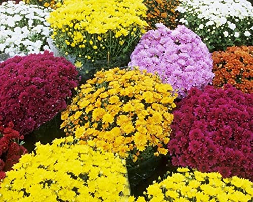 DICHMAG 300+ Chrysanthemum Heirloom Rare Ground Cover Seeds for Planting - Non-GMO Rare Dwarf Cover Landscape Flower Seeds Mixed Color Yellow